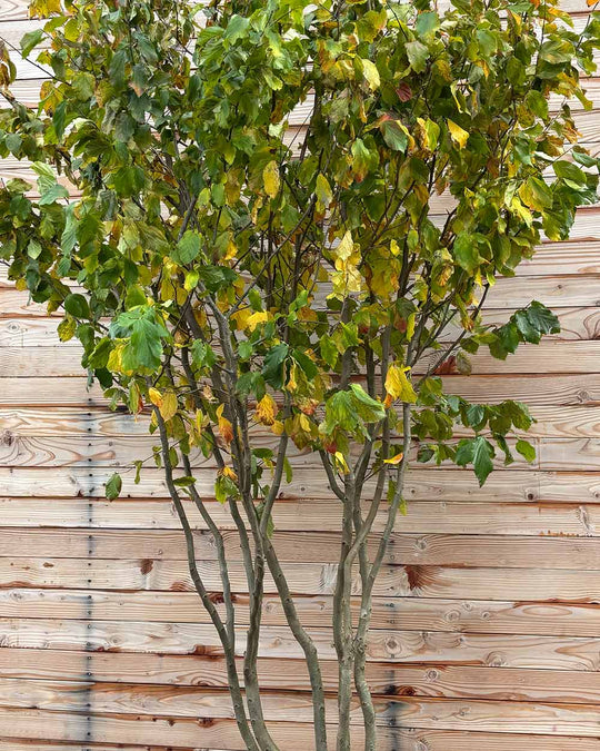 Eisenholzbaum Mehrstämmig XXL