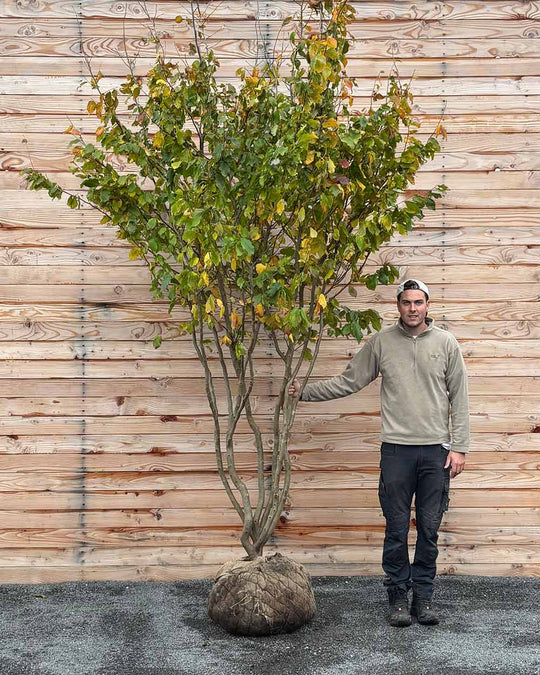 Eisenholzbaum Mehrstämmig XXL