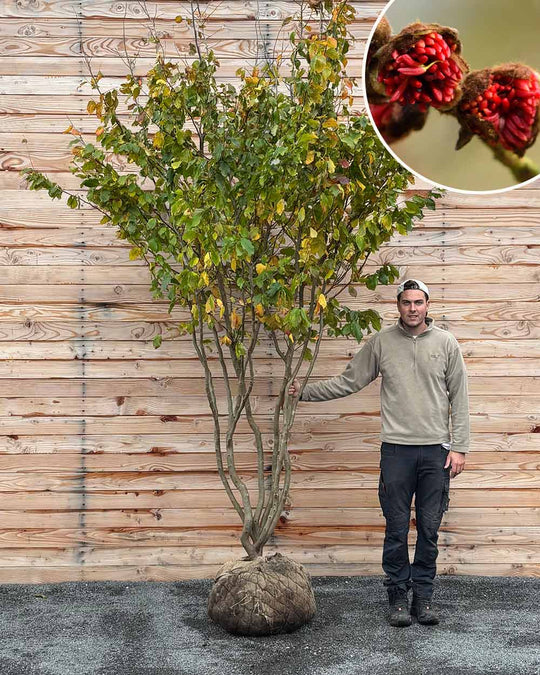 Eisenholzbaum – Parrotia persica (Mehrstämmig, Ballen)