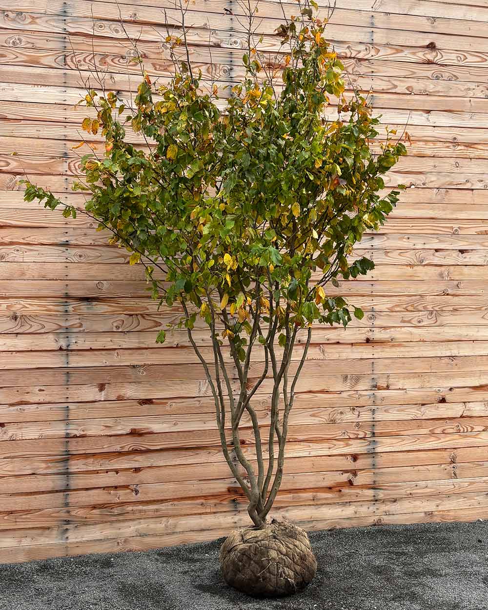 Eisenholzbaum Mehrstämmig XXL