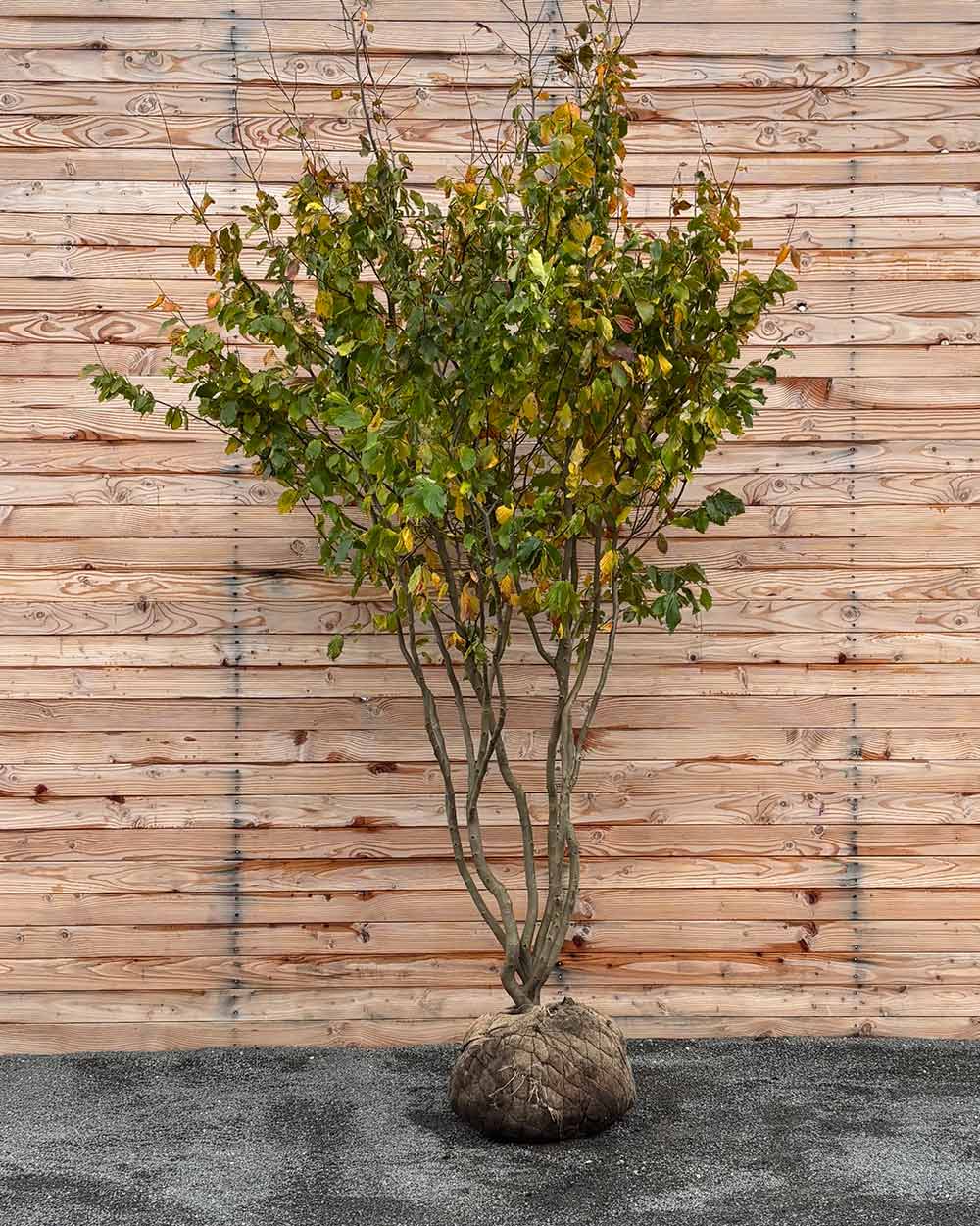 Eisenholzbaum Mehrstämmig XXL