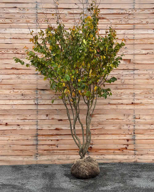 Eisenholzbaum Mehrstämmig XXL