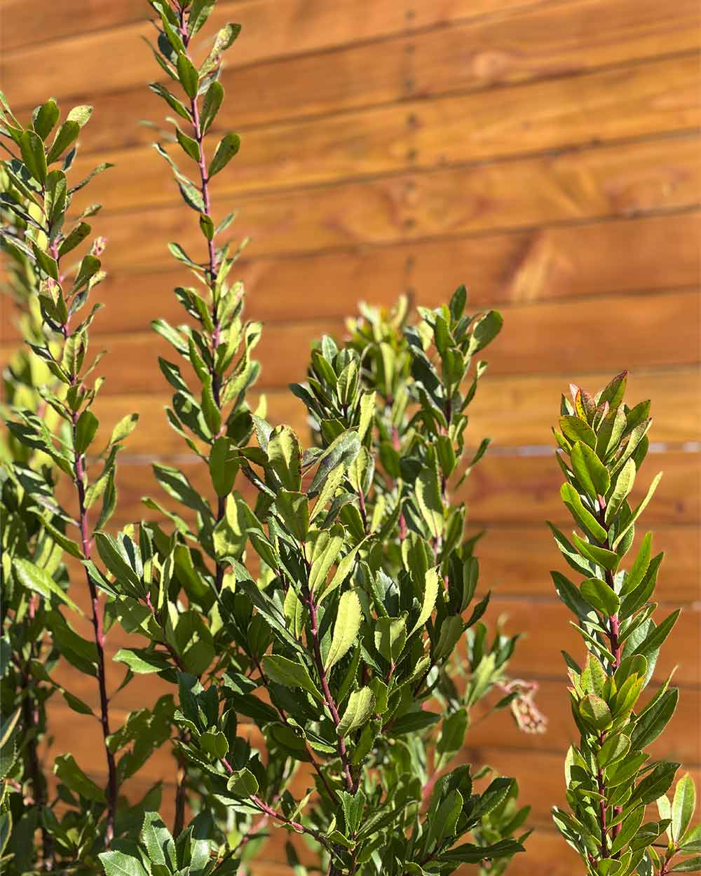 Erdbeerbaum – Arbutus unedo (Mehrstämmig)