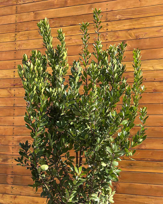 Erdbeerbaum – Arbutus unedo (Mehrstämmig)