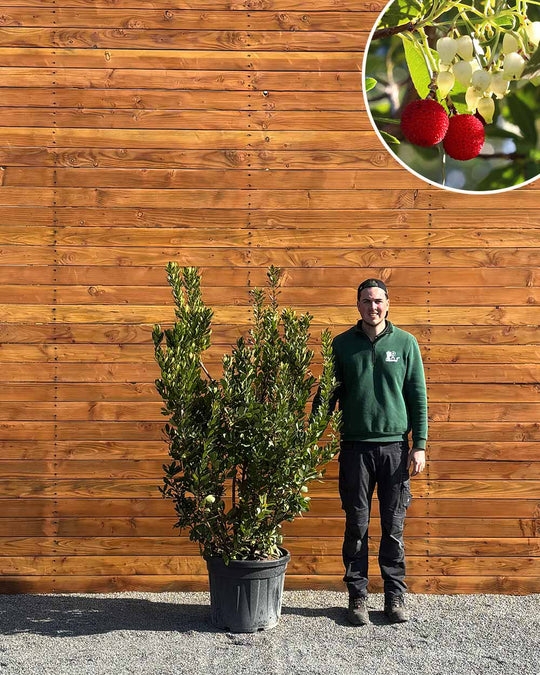 Erdbeerbaum – Arbutus unedo (Mehrstämmig)