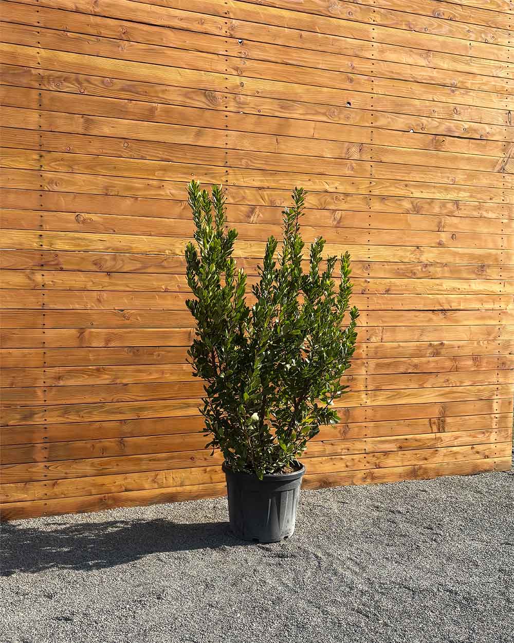 Erdbeerbaum – Arbutus unedo (Mehrstämmig)