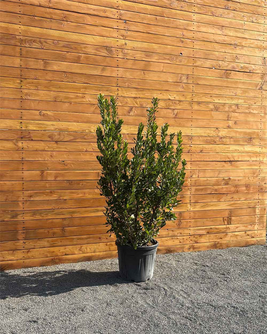 Erdbeerbaum – Arbutus unedo (Mehrstämmig)