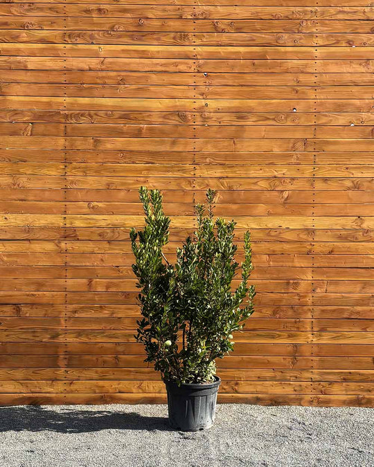 Erdbeerbaum – Arbutus unedo (Mehrstämmig)