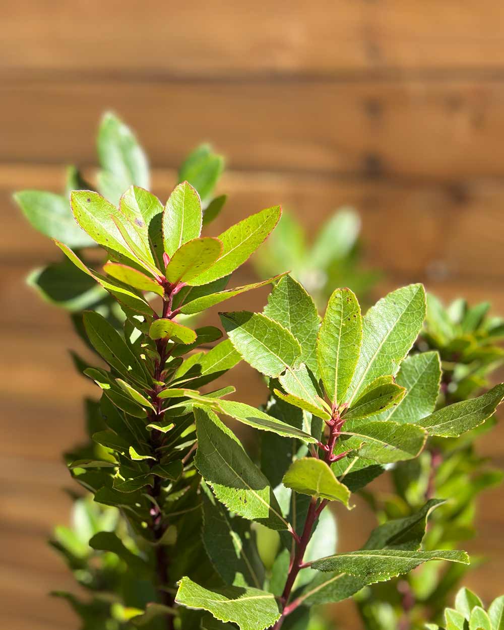 Erdbeerbaum – Arbutus unedo (Mehrstämmig)