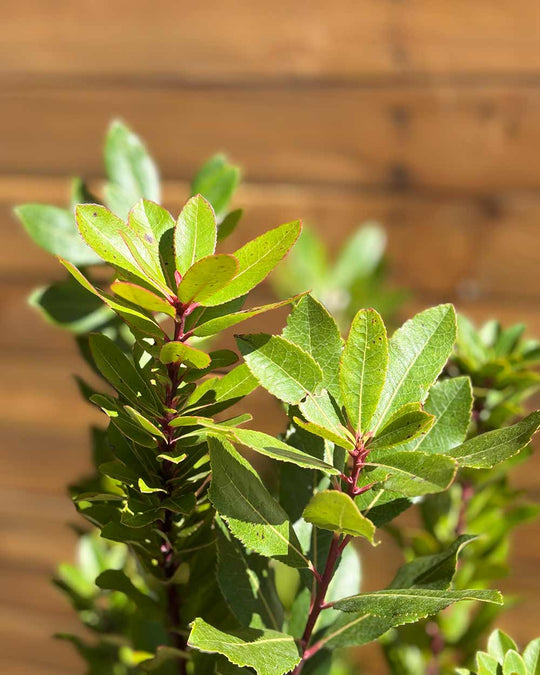 Erdbeerbaum – Arbutus unedo (Mehrstämmig)