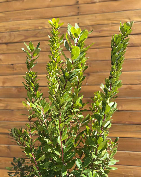 Erdbeerbaum – Arbutus unedo (Mehrstämmig)
