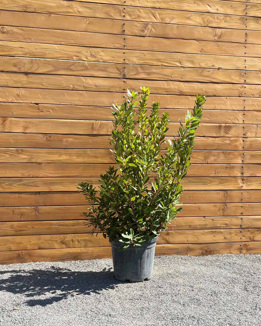 Erdbeerbaum – Arbutus unedo (Mehrstämmig)