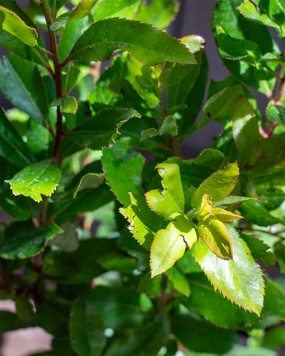 Erdbeerbaum – Arbutus unedo ‘Compacta’