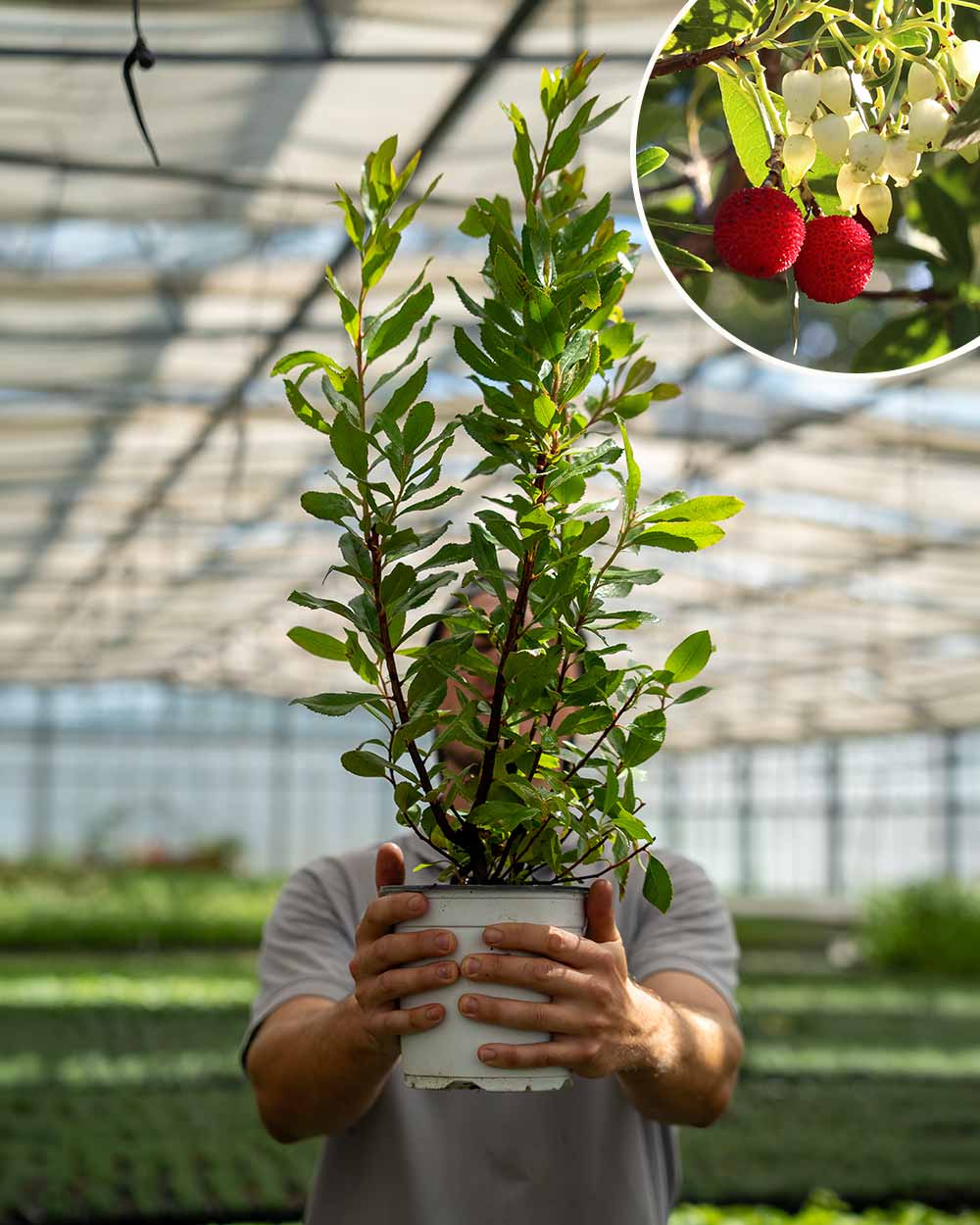 Erdbeerbaum – Arbutus unedo ‘Compacta’