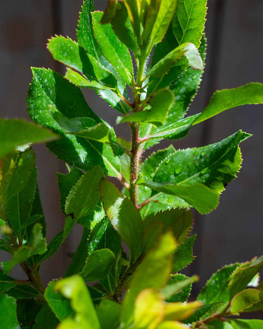 Erdbeerbaum – Arbutus unedo ‘Compacta’