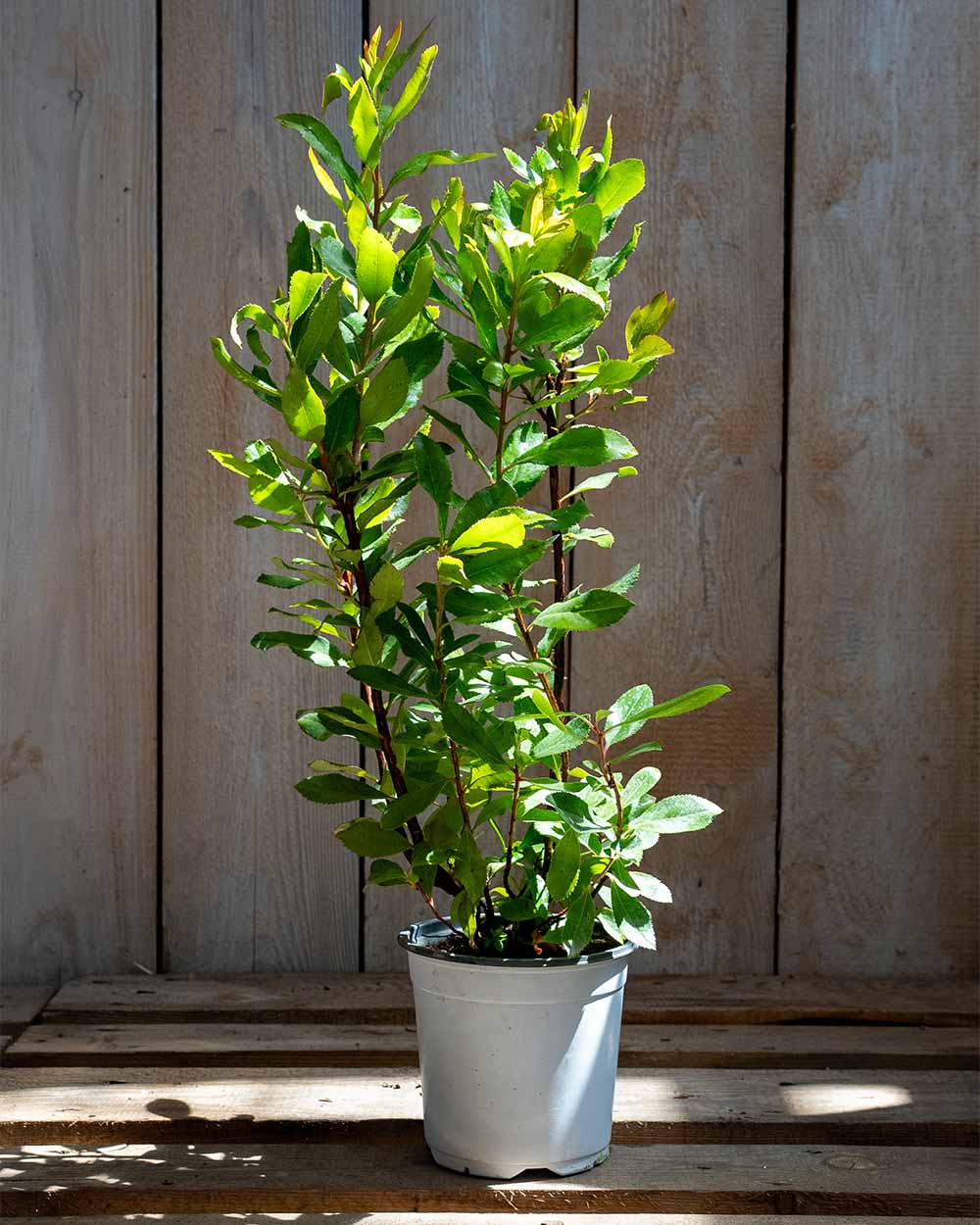 Erdbeerbaum – Arbutus unedo ‘Compacta’