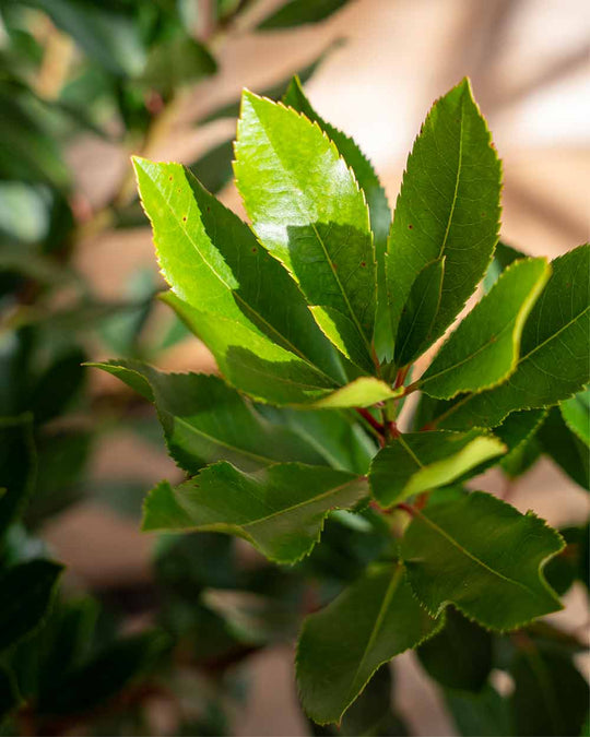 Erdbeerbaum 'Arbutus unedo'