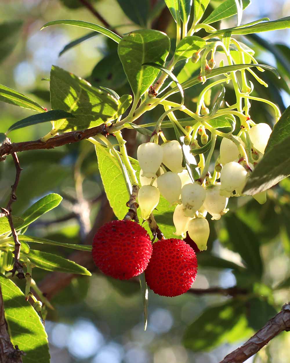 Nahaufnahme der roten, erdbeerähnlichen Früchte des Arbutus unedo Compacta“