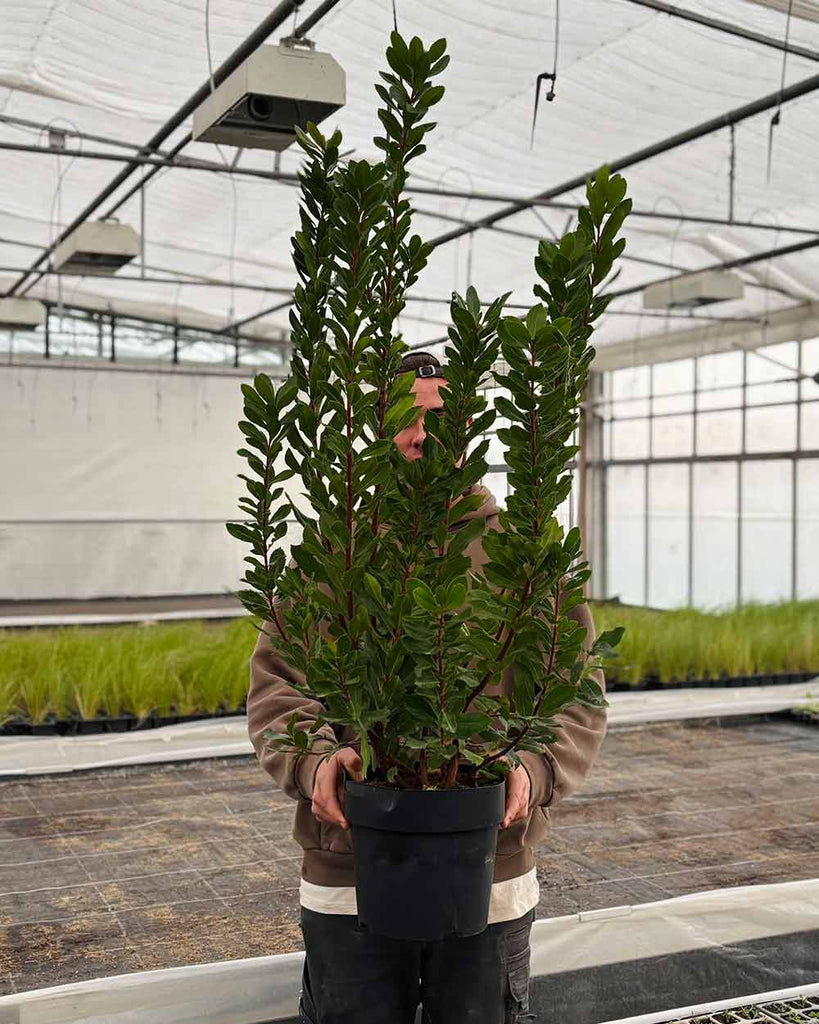 Erdbeerbaum – Arbutus unedo ‘Compacta’ (XL)