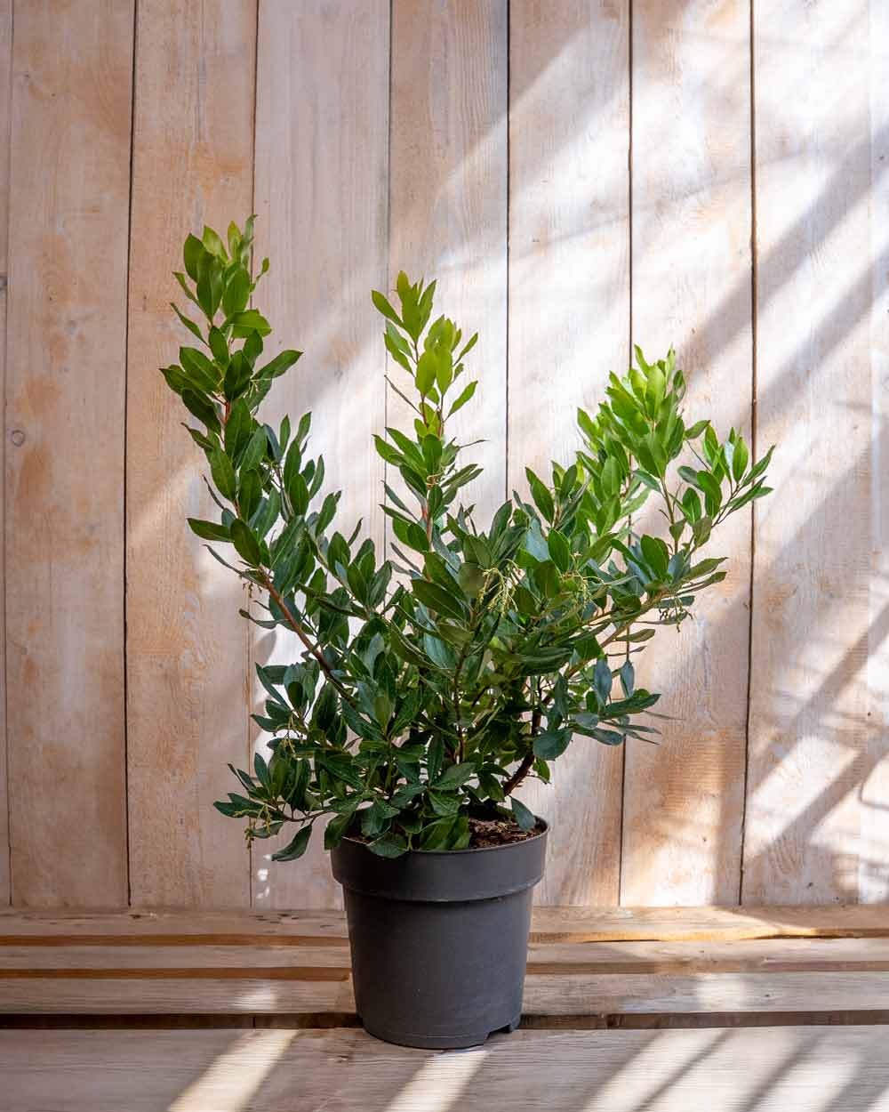 Erdbeerbaum 'Arbutus unedo'