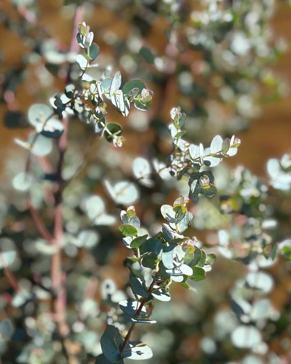 Eukalyptus – Eucalyptus gunnii ‘Azura’ (Busch)