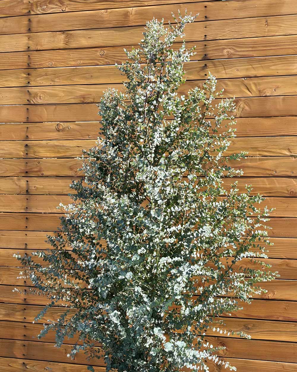 Eukalyptus – Eucalyptus gunnii 'Azura' (Busch) – Blupf by Kitzinger