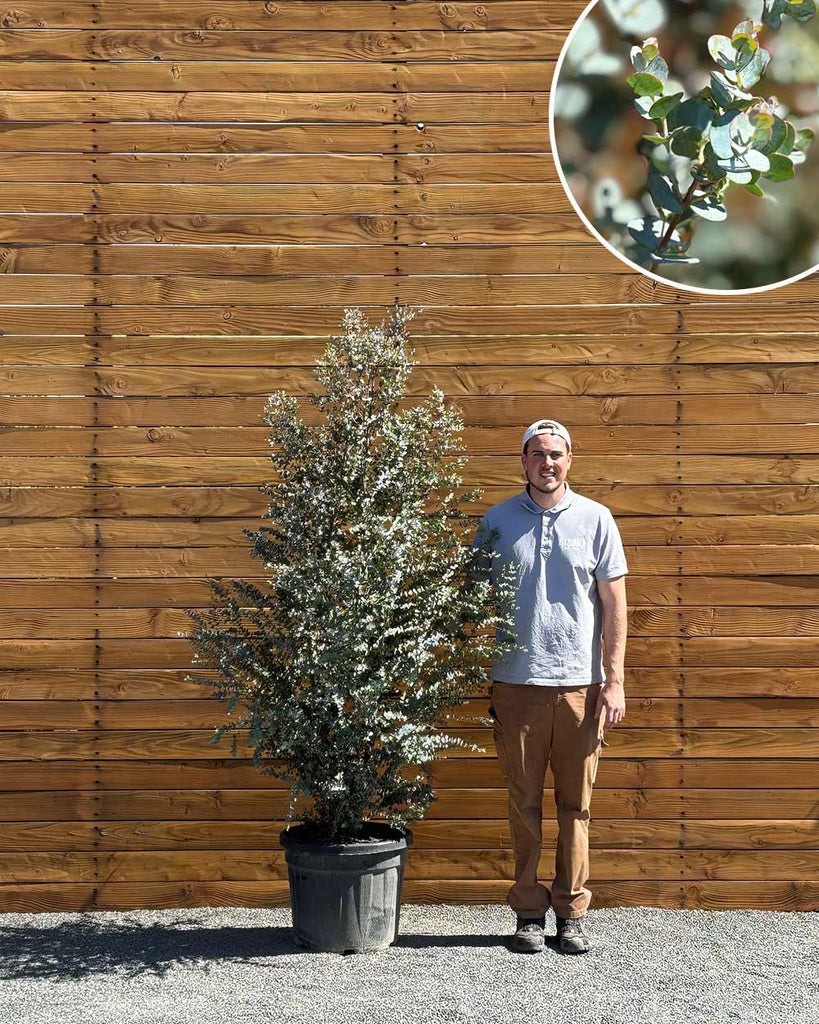 Eukalyptus – Eucalyptus gunnii 'Azura' (Busch) – Blupf by Kitzinger