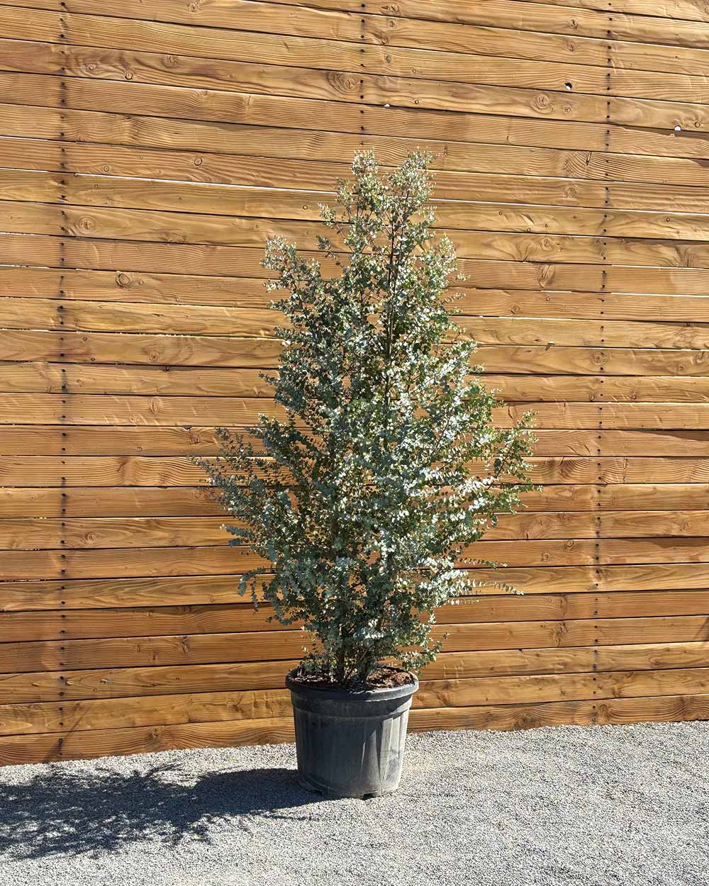 Eukalyptus – Eucalyptus gunnii 'Azura' (Busch) – Blupf by Kitzinger
