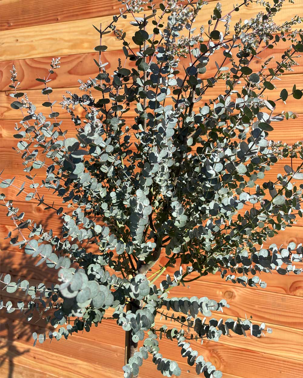 Winterharter Eukalyptus „Gunnii Azura“ Halbstamm