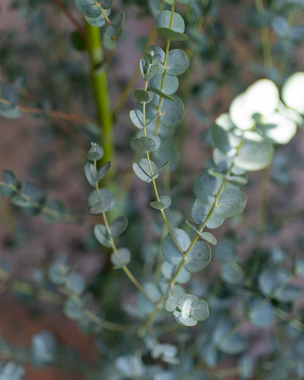 Winterharter Eukalyptus 'Gunnii Azura' M