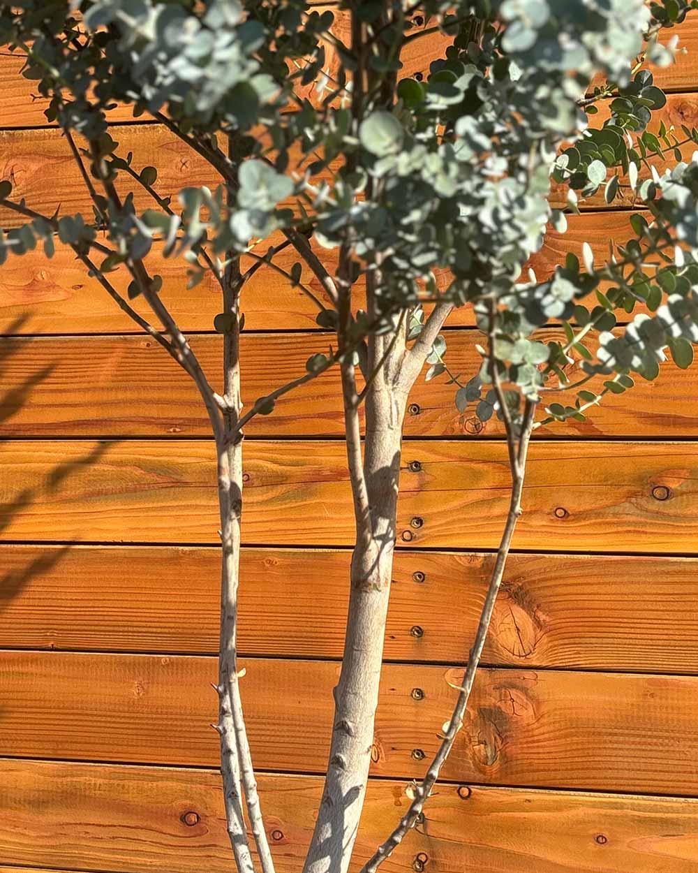 Eukalyptus – Eucalyptus gunnii ‘Azura’ (Mehrstämmig)