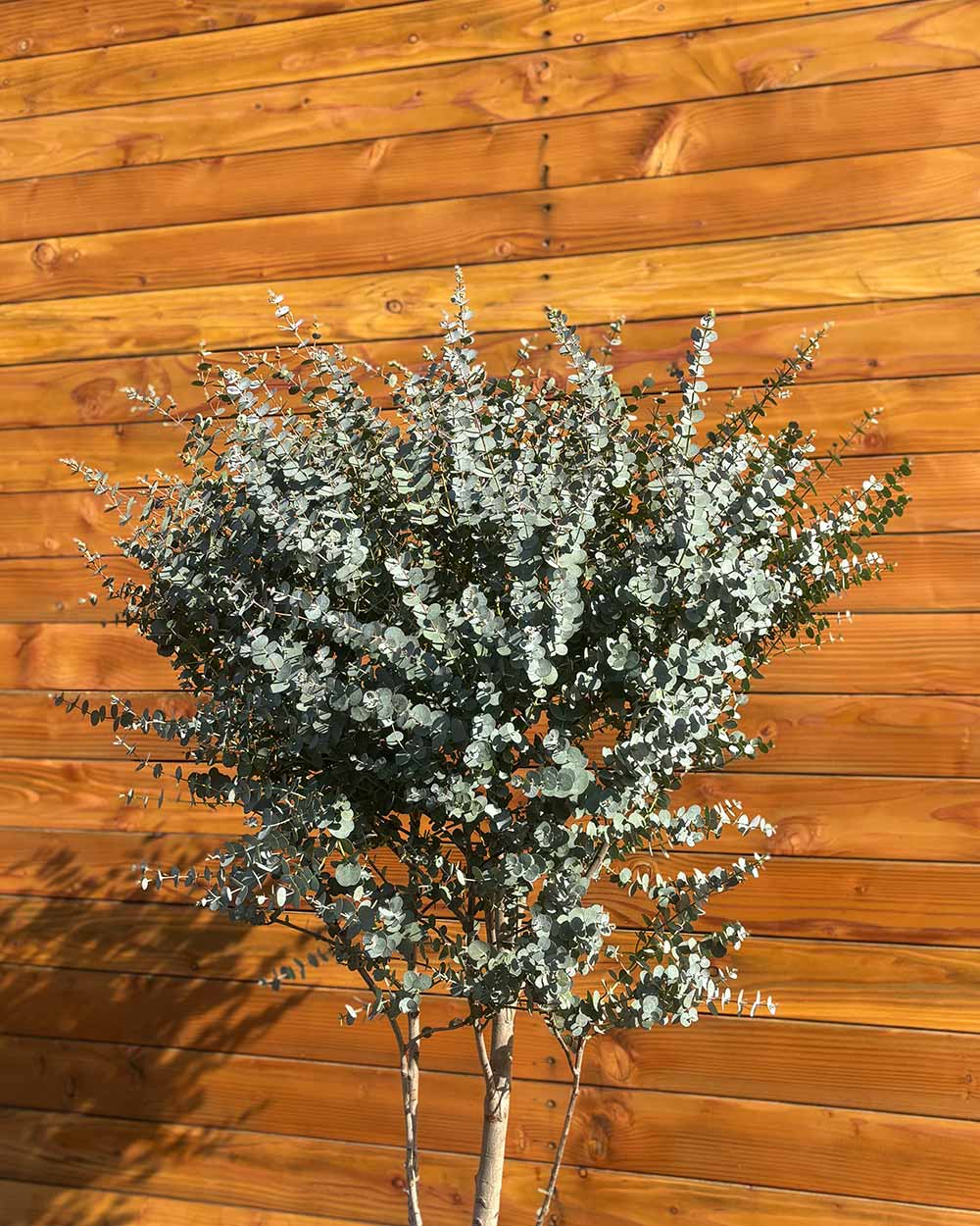 Eukalyptus – Eucalyptus gunnii ‘Azura’ (Mehrstämmig)