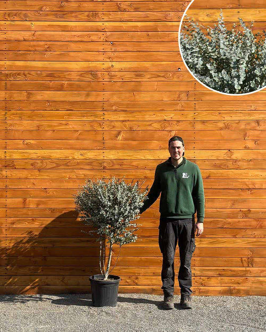 Eukalyptus – Eucalyptus gunnii ‘Azura’ (Mehrstämmig)