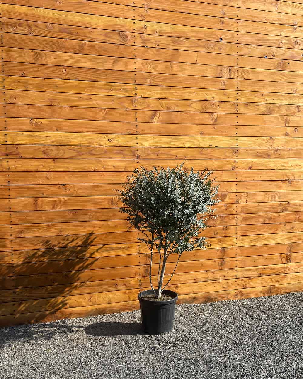 Eukalyptus – Eucalyptus gunnii ‘Azura’ (Mehrstämmig)