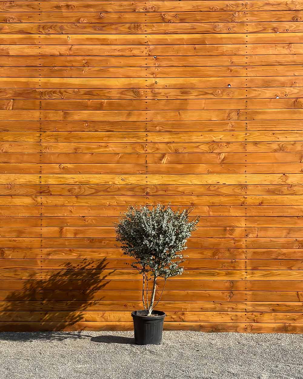 Eukalyptus – Eucalyptus gunnii ‘Azura’ (Mehrstämmig)