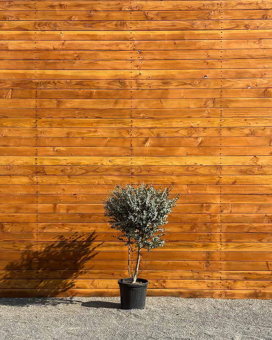 Eukalyptus – Eucalyptus gunnii ‘Azura’ (Mehrstämmig)