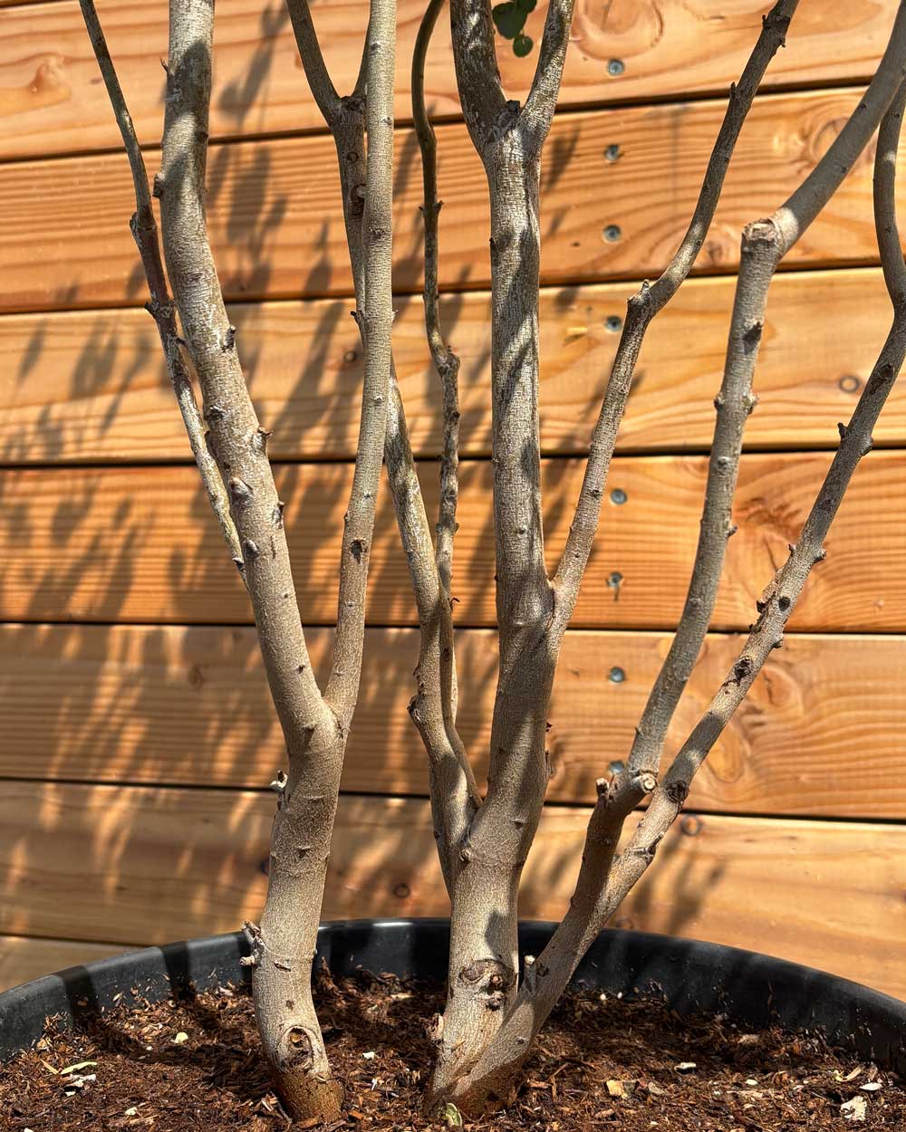 Winterharter Eukalyptus „Gunnii“ Mehrstämmig