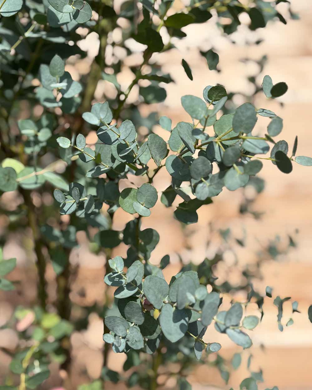 Winterharter Eukalyptus „Gunnii“ Mehrstämmig