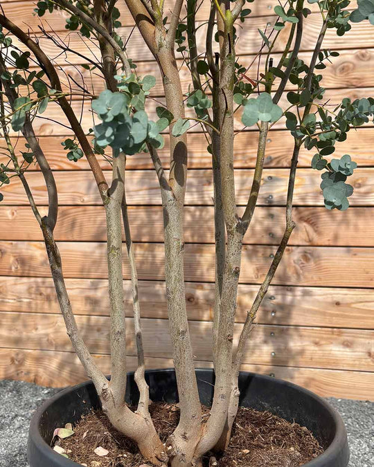 Winterharter Eukalyptus „Gunnii“ Mehrstämmig