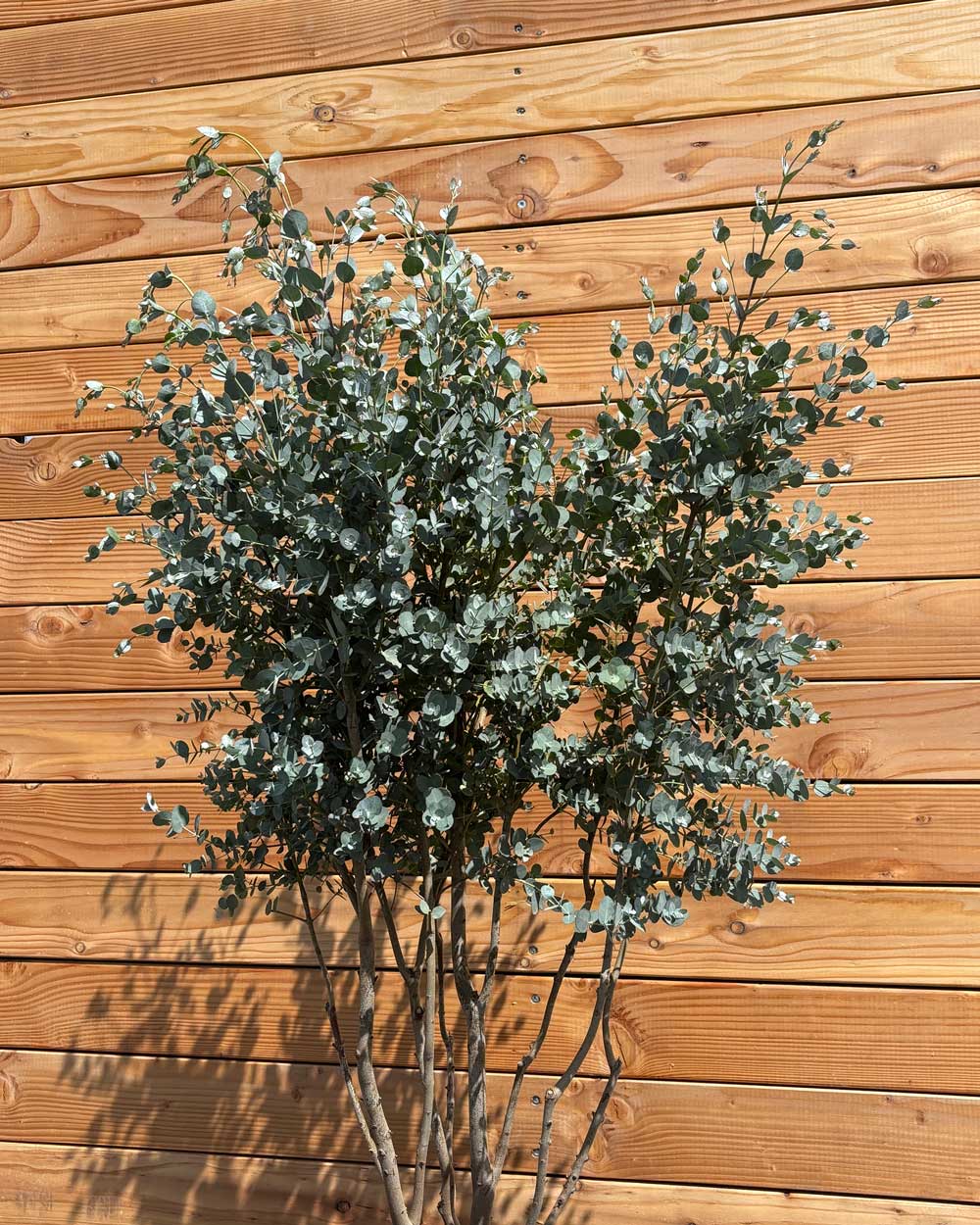 Winterharter Eukalyptus „Gunnii“ Mehrstämmig