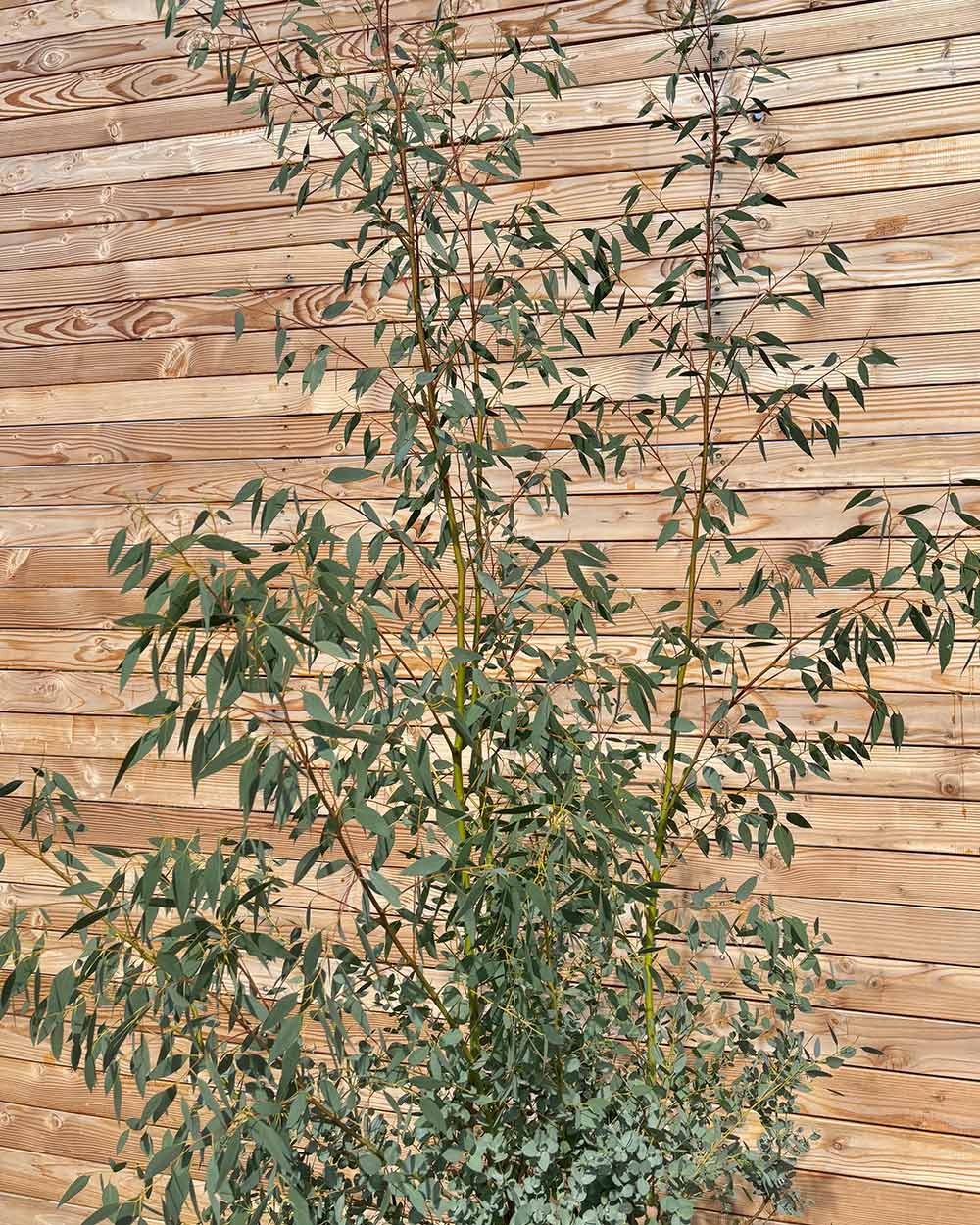 Winterharter Eukalyptus „Gunnii“ Mehrstämmig
