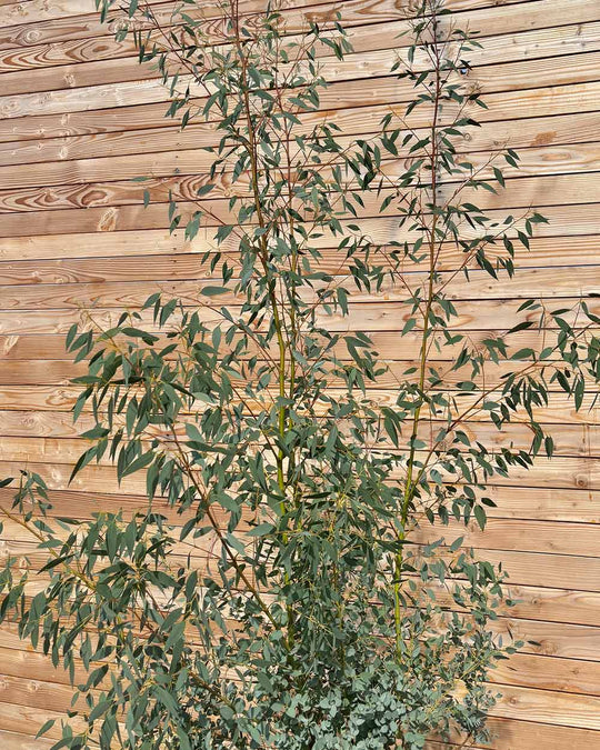 Winterharter Eukalyptus „Gunnii“ Mehrstämmig