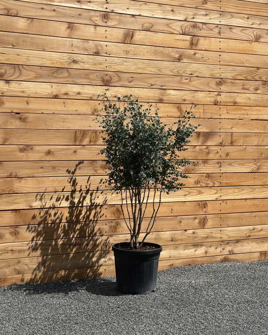 Winterharter Eukalyptus „Gunnii“ Mehrstämmig