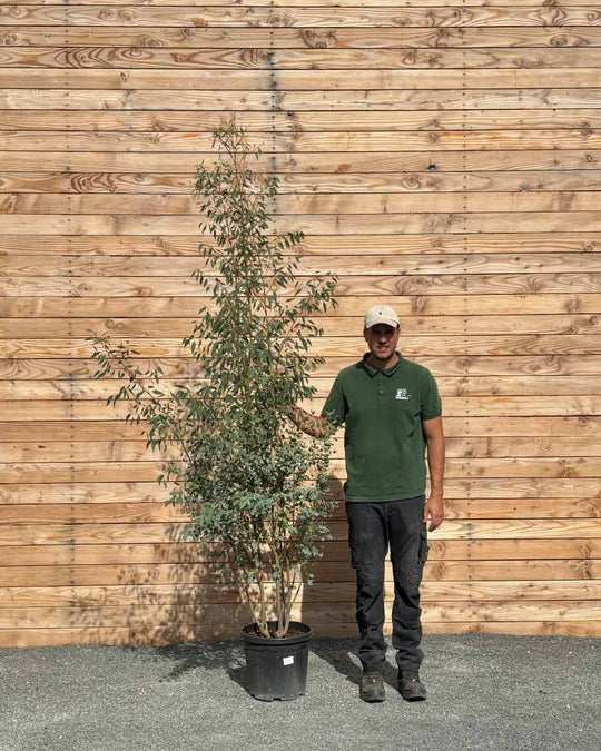 Winterharter Eukalyptus „Gunnii“ Mehrstämmig