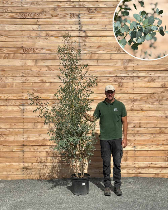 Winterharter Eukalyptus (Gunnii) Mehrstämmig