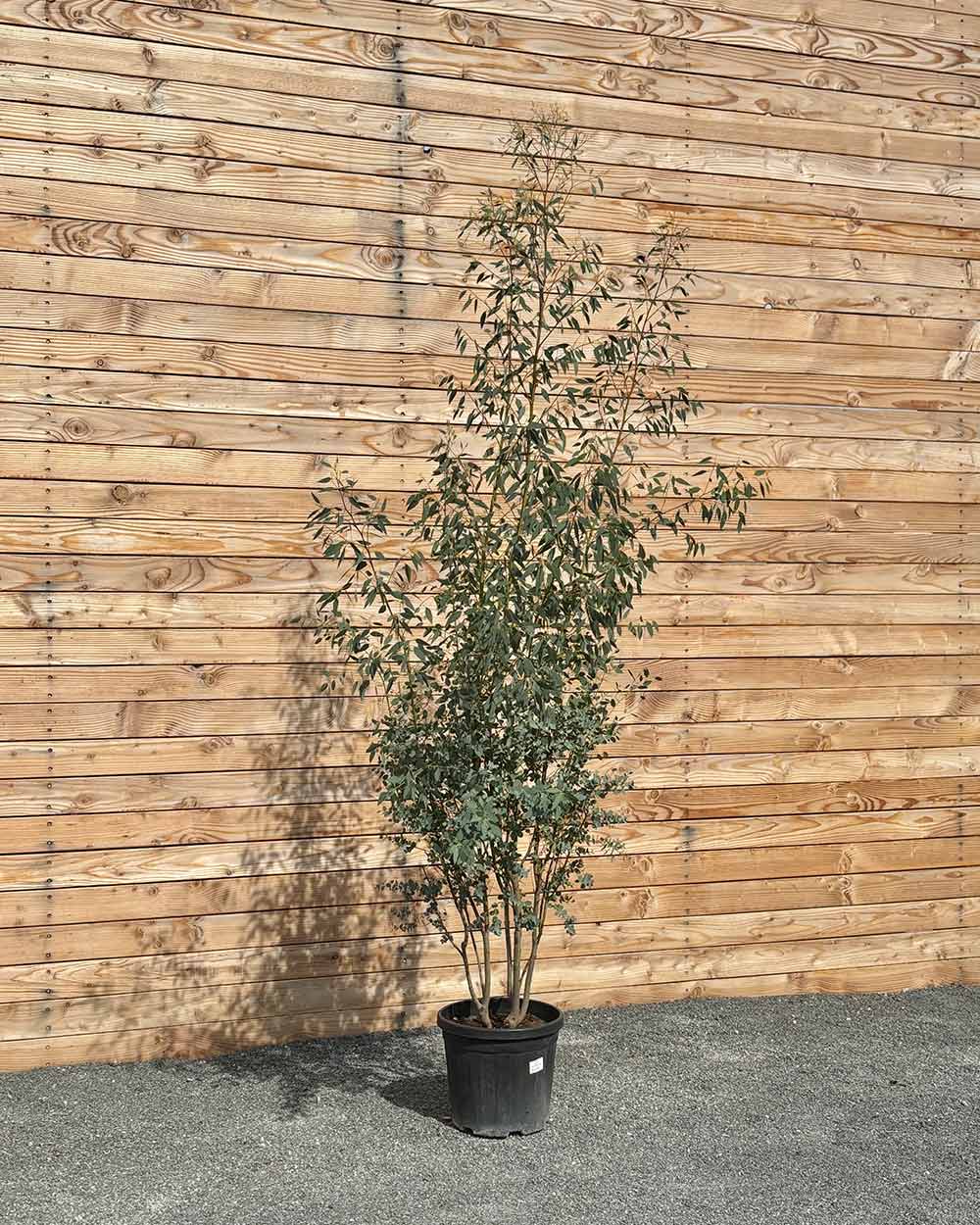 Winterharter Eukalyptus „Gunnii“ Mehrstämmig