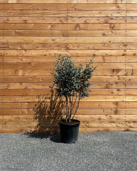 Winterharter Eukalyptus „Gunnii“ Mehrstämmig