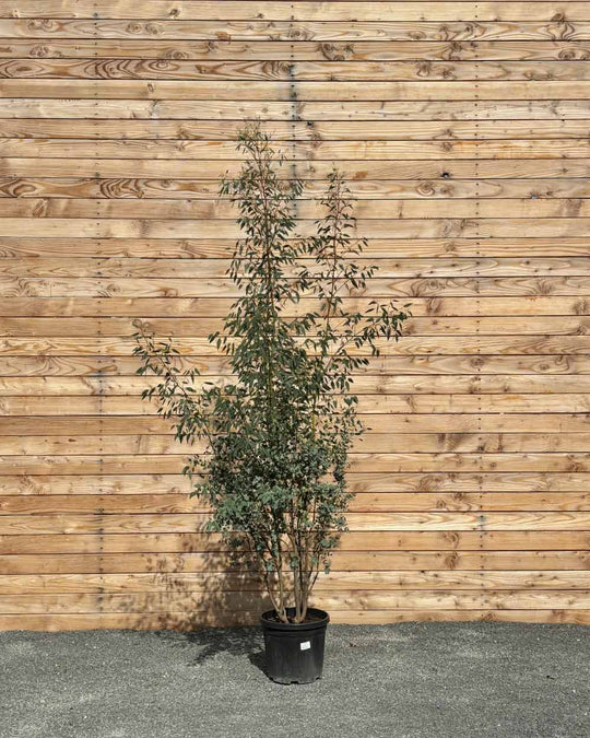 Winterharter Eukalyptus „Gunnii“ Mehrstämmig