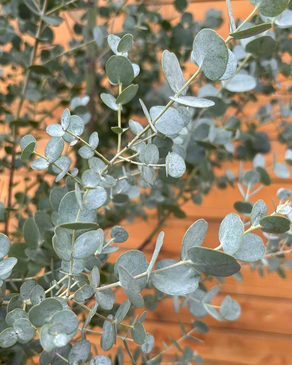 Eukalyptus – Eucalyptus gunnii ‘Azura’