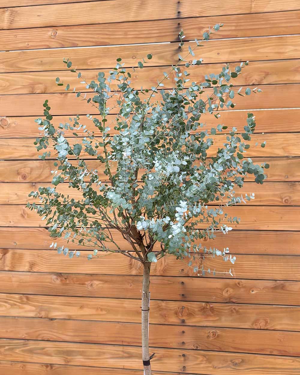 Eukalyptus – Eucalyptus gunnii ‘Azura’
